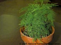 اسپاراگوس ستاسیوس